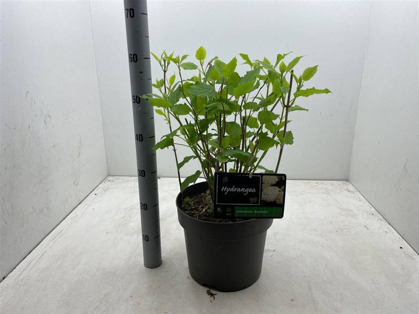 Hydrangea a. 'Annabelle' - C10